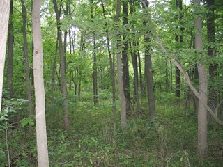 Property photo 3 - 229 +/- Acres Offered in 2 Tracts - Land Auction